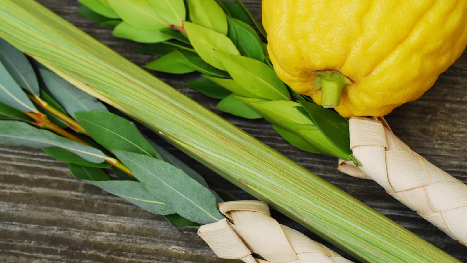 Lulav & Etrog 